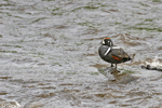 Harlequin Duck -&nbsp;&nbsp;Histrionicus histrionicus
