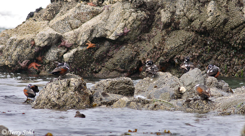 Harlequin Duck - Histrionicus histrionicus
