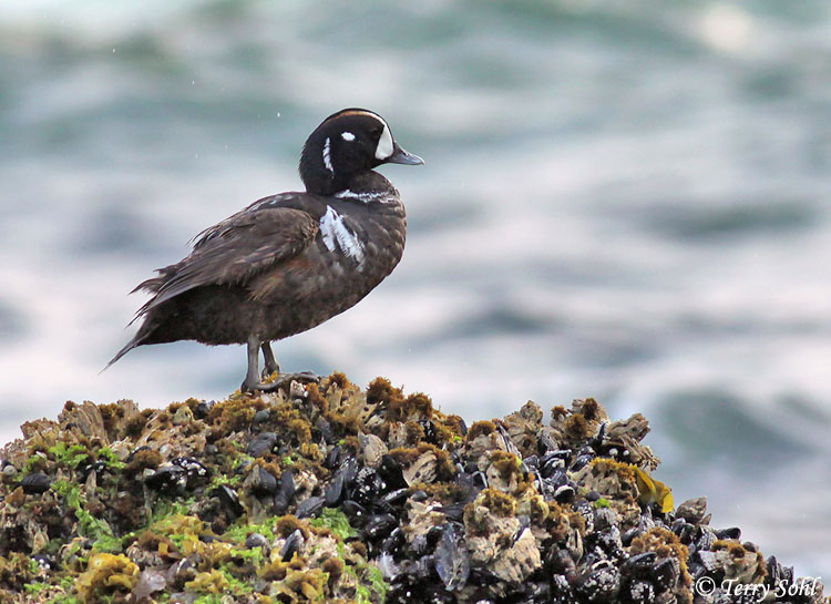 Harlequin Duck - Histrionicus histrionicus