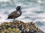 Harlequin Duck -&nbsp;&nbsp;Histrionicus histrionicus