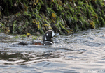 Harlequin Duck -&nbsp;&nbsp;Histrionicus histrionicus