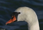 Mute Swan - Cygnus olor