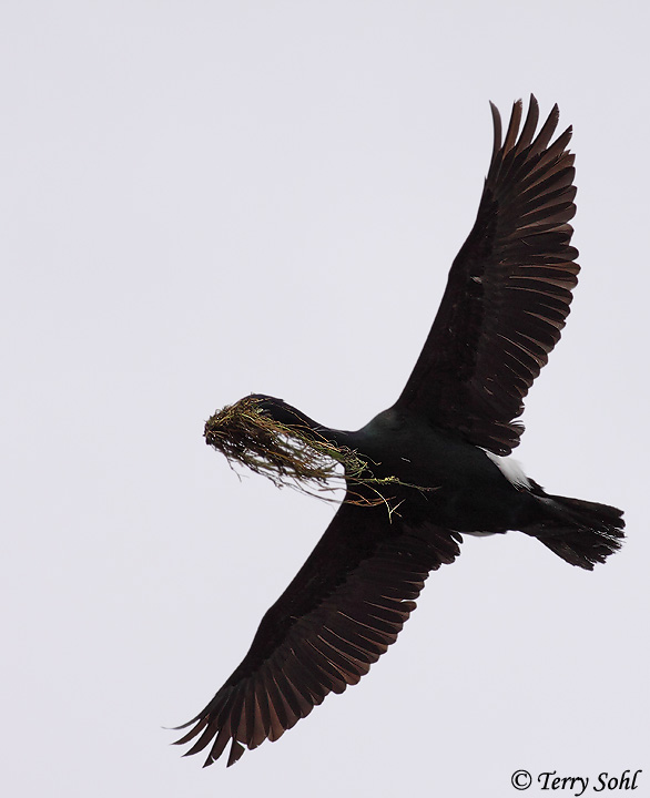 Pelagic Cormorant - Phalacrocorax pelagicus