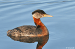 Red-necked Grebe 2 - Podiceps grisegena