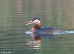 Red-necked Grebe 4 - Podiceps grisegena