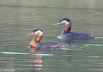 Red-necked Grebe 6 - Podiceps grisegena