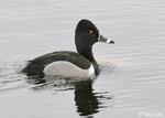 Ring-necked Duck - Aythya collaris