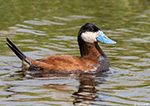 Ruddy Duck 11 - Oxyura jamaicensis