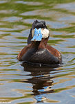 Ruddy Duck 12 - Oxyura jamaicensis