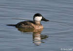 Ruddy Duck 4 - Oxyura jamaicensis