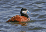 Ruddy Duck 5 - Oxyura jamaicensis