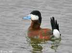 Ruddy Duck 6 - Oxyura jamaicensis