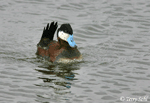 Ruddy Duck 9 - Oxyura jamaicensis