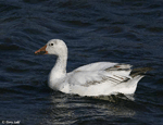 Snow Goose 4 - Chen caerulescens