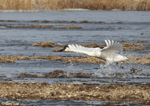 Trumpeter Swan 10 - Cygnus buccinator
