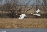 Trumpeter Swan 11 - Cygnus buccinator