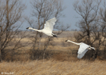 Trumpeter Swan 12 - Cygnus buccinator