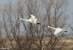 Trumpeter Swan 13 - Cygnus buccinator