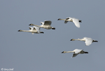 Trumpeter Swan 15 - Cygnus buccinator