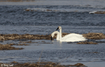 Trumpeter Swan 16 - Cygnus buccinator