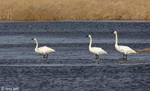 Trumpeter Swan 17 - Cygnus buccinator