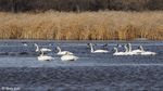 Trumpeter Swan 19 - Cygnus buccinator