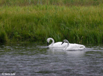Trumpeter Swan 1 - Cygnus buccinator