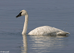 Trumpeter Swan 22 - Cygnus buccinator