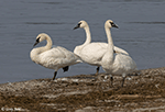 Trumpeter Swan 23 - Cygnus buccinator