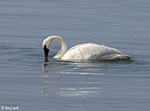 Trumpeter Swan 24 - Cygnus buccinator