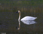 Trumpeter Swan 2 - Cygnus buccinator