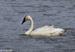Trumpeter Swan 5 - Cygnus buccinator