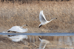 Trumpeter Swan 7 - Cygnus buccinator