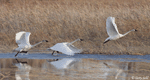 Trumpeter Swan 8 - Cygnus buccinator