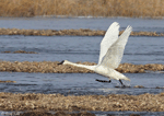 Trumpeter Swan 9 - Cygnus buccinator