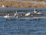 Tundra Swan - Cygnus columbianus
