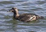 White-winged Scoter 1 - Melanitta deglandi