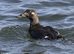 White-winged Scoter 4 - Melanitta deglandi