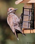 Arizona Woodpecker 1 - Dryobates arizonae