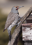 Northern Flicker 12 - Colaptes auratus