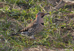 Northern Flicker 13 - Colaptes auratus