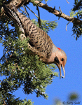 Northern Flicker 15 - Colaptes auratus