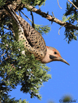 Northern Flicker 16 - Colaptes auratus