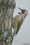 Northern Flicker 1 - Colaptes auratus