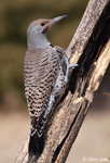 Northern Flicker - Colaptes auratus