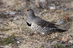 Northern Flicker 3 - Colaptes auratus