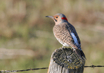 Northern Flicker 5 - Colaptes auratus