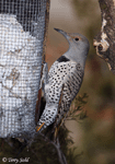 Northern Flicker 6 - Colaptes auratus