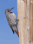 Northern Flicker 8 - Colaptes auratus