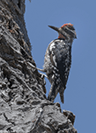 Red-naped Sapsucker 3 - Sphyrapicus nuchalis